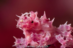 No crop soft coral crab. by James Deverich 